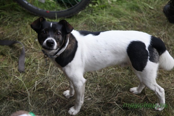 фестиваль тримурти 2012 фото, trimurtu 2012 foto